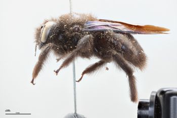 Media type: image;   Entomology 810629 Aspect: habitus lateral view